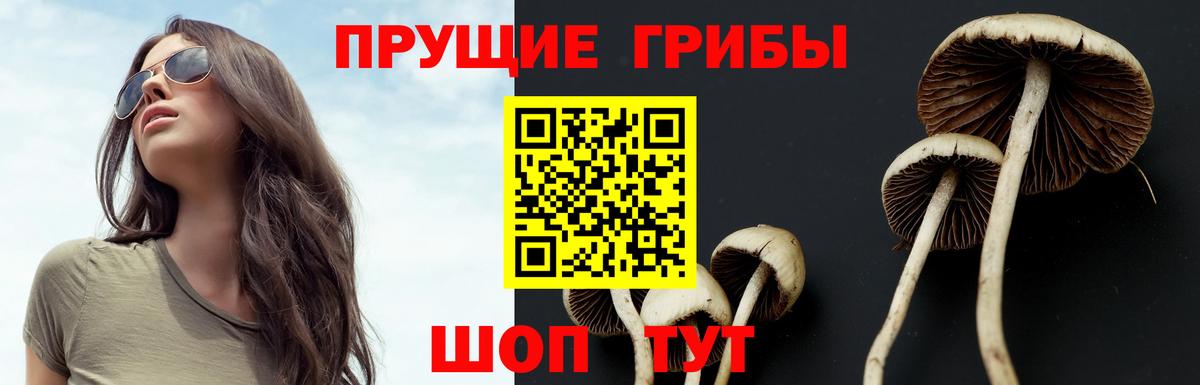 Псилоцибиновые грибы Cubensis Зеленокумск